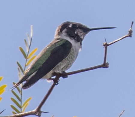 Costa's Hummingbird - ML611646449