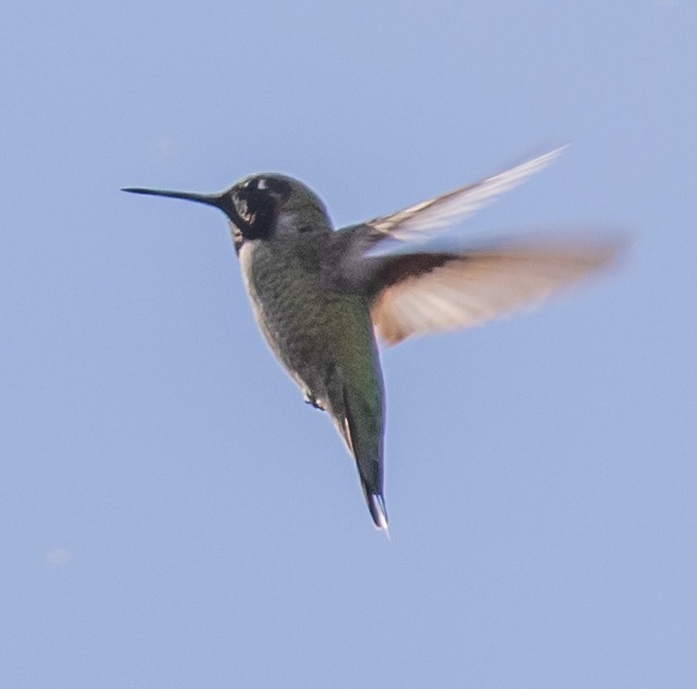 Costa's Hummingbird - ML611646455