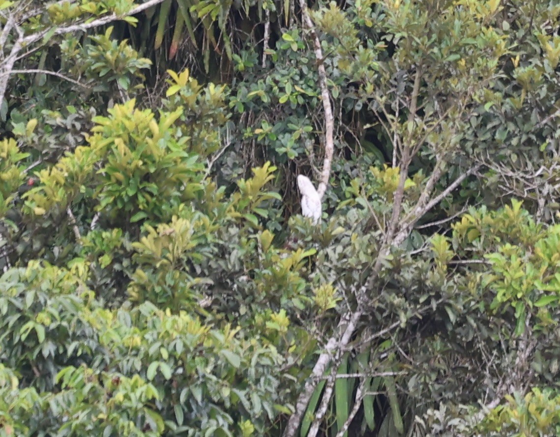 Great Potoo - Keith Maley