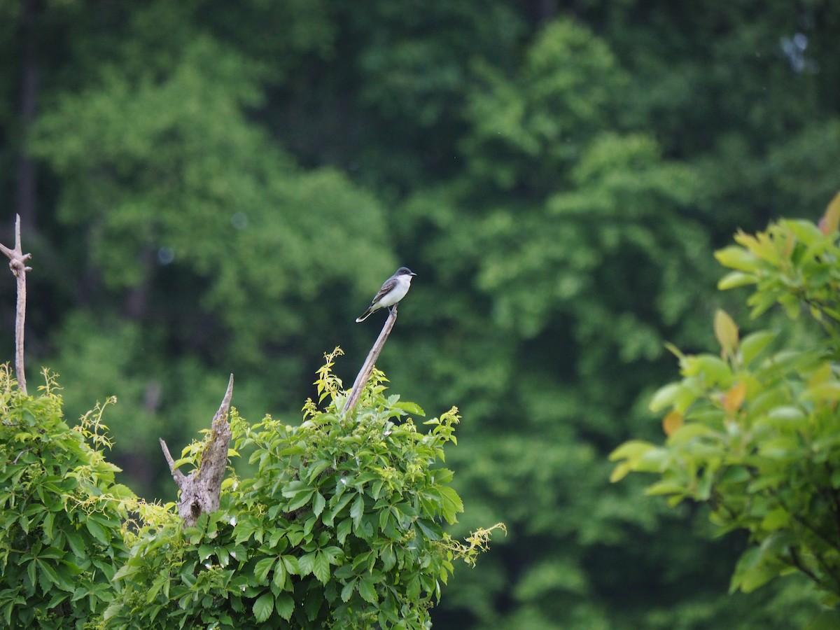 Eastern Kingbird - ML611646495