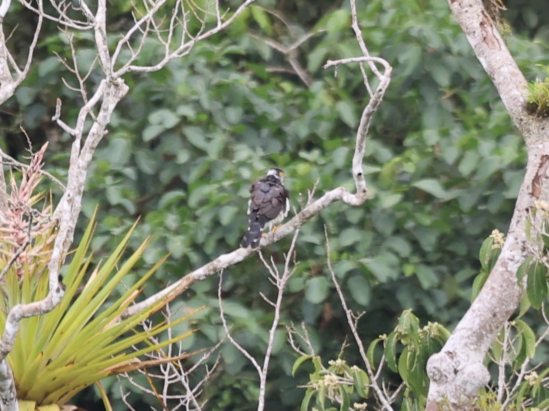 Buckley's Forest-Falcon - ML611646528