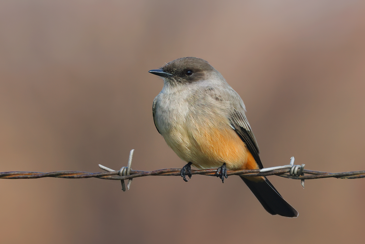 Say's Phoebe - ML611646676