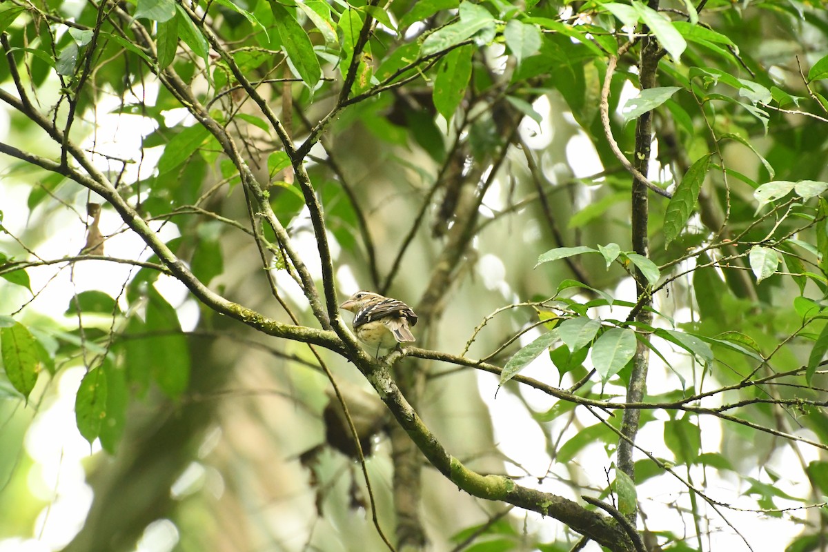 Rose-breasted Grosbeak - ML611646745