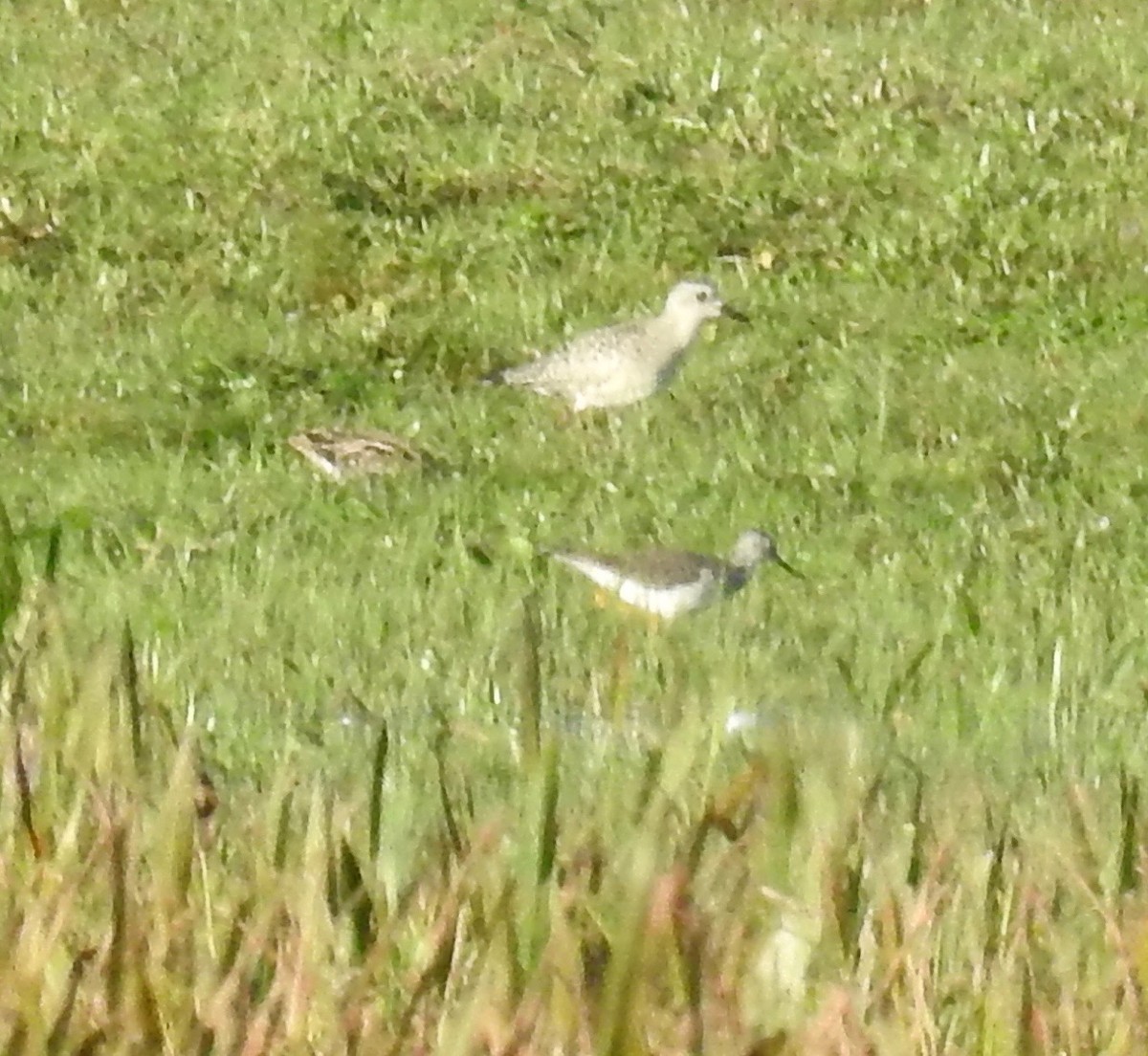 Black-bellied Plover - ML611646822