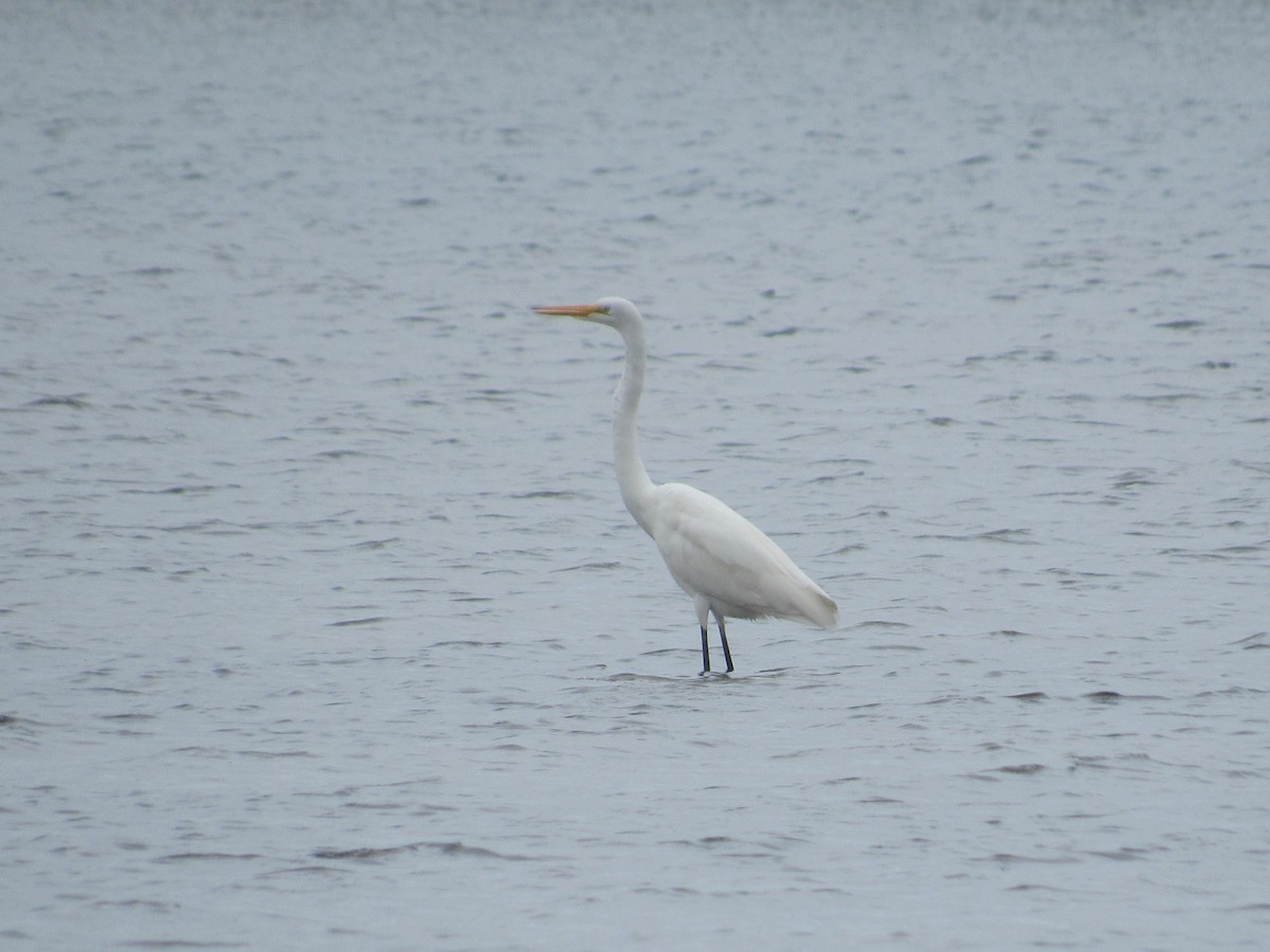 Great Egret - Jorhs Garcia Murillo