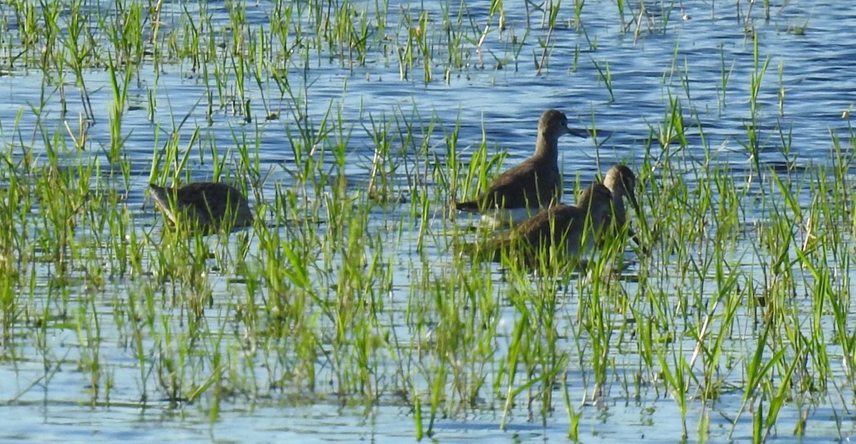 Long-billed Dowitcher - ML611646977