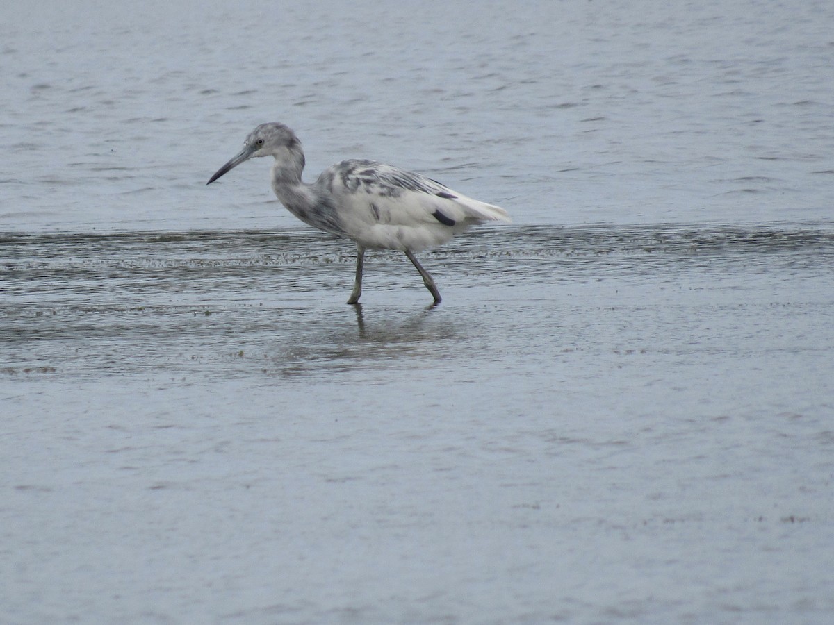 Little Blue Heron - ML611647088