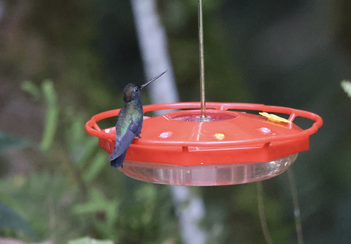 Blue-fronted Lancebill - Keith Maley