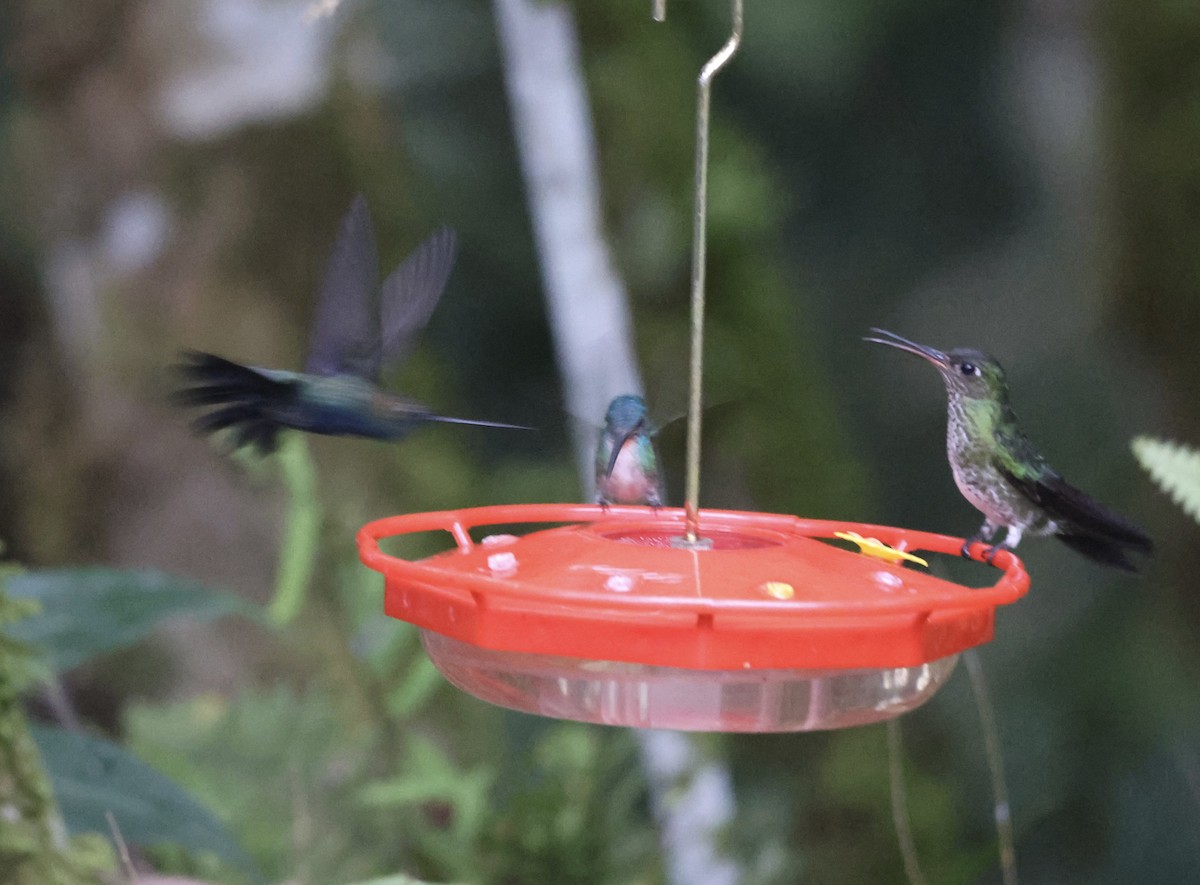 Blue-fronted Lancebill - Keith Maley