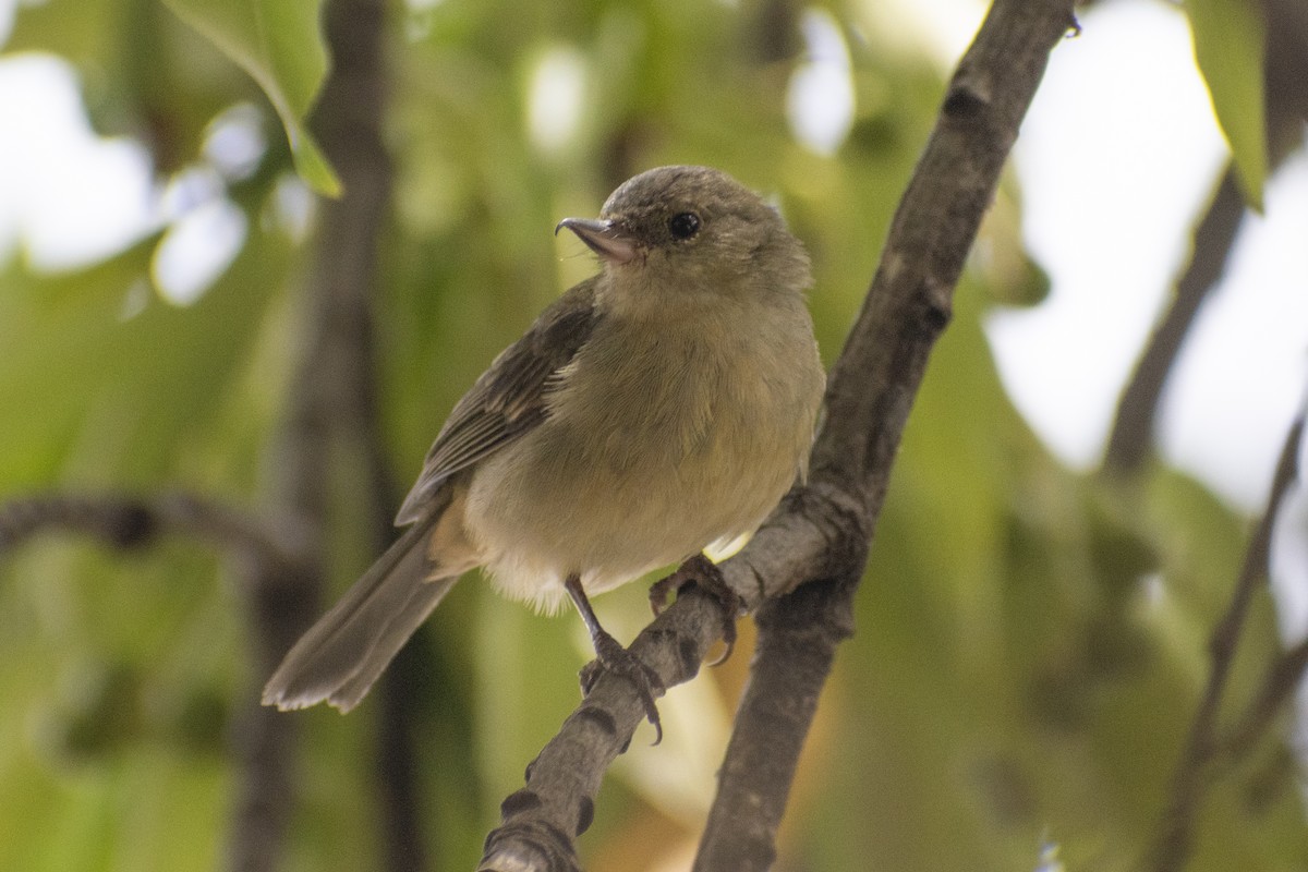 Rusty Flowerpiercer - ML611647180