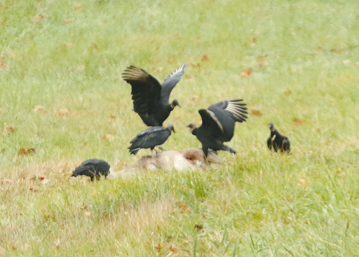 Urubu noir - ML611647181