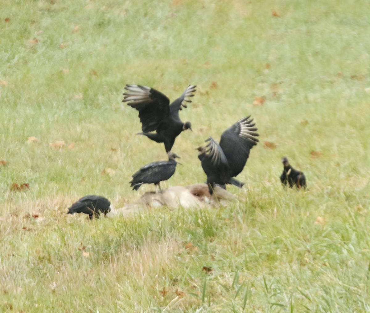 Urubu noir - ML611647182