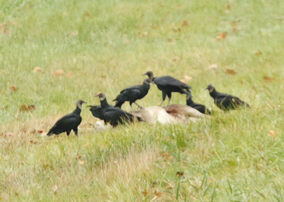 Urubu noir - ML611647183