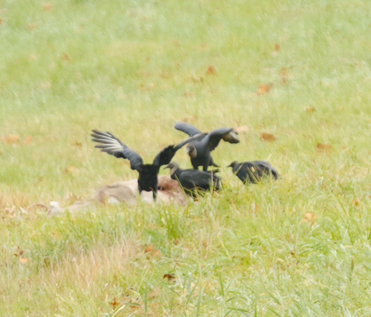 Urubu noir - ML611647184