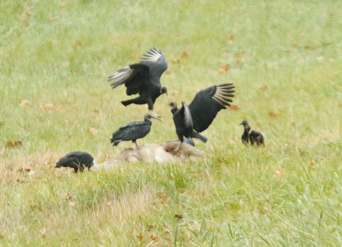 Urubu noir - ML611647185