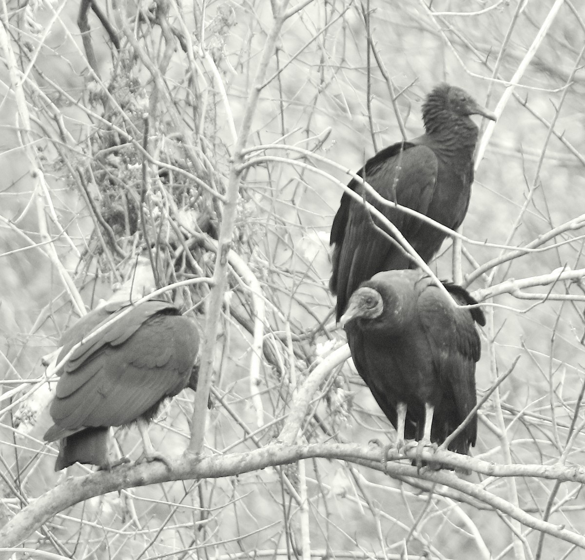 Urubu noir - ML611647187