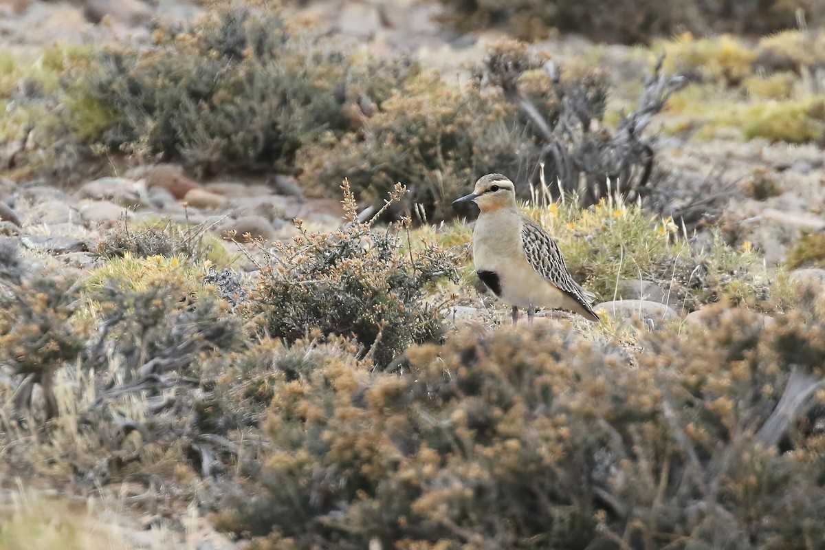 Tawny-throated Dotterel - ML611647252