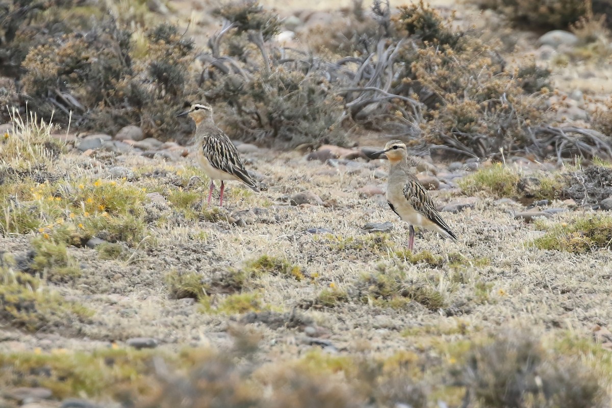 Tawny-throated Dotterel - Ryan Zucker