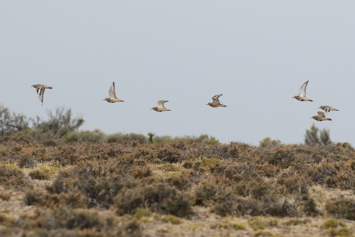 Tawny-throated Dotterel - ML611647254