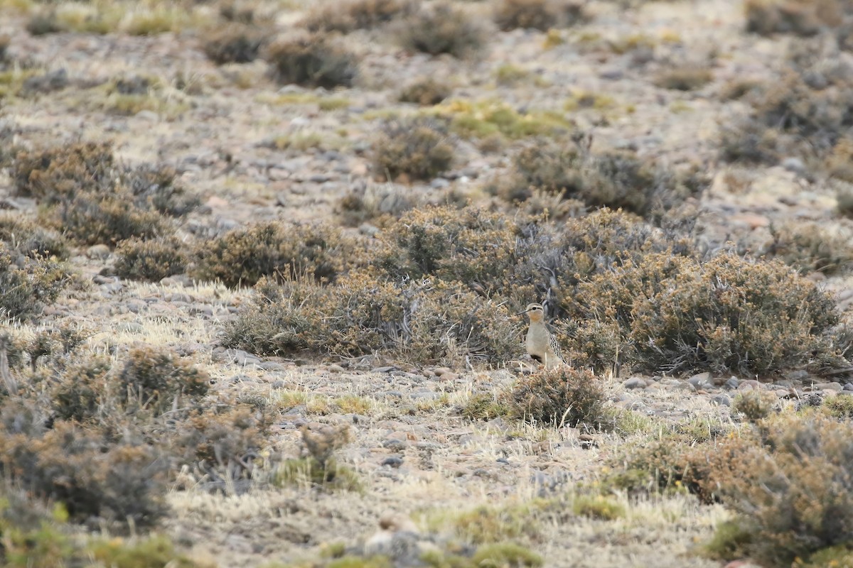 Tawny-throated Dotterel - ML611647256