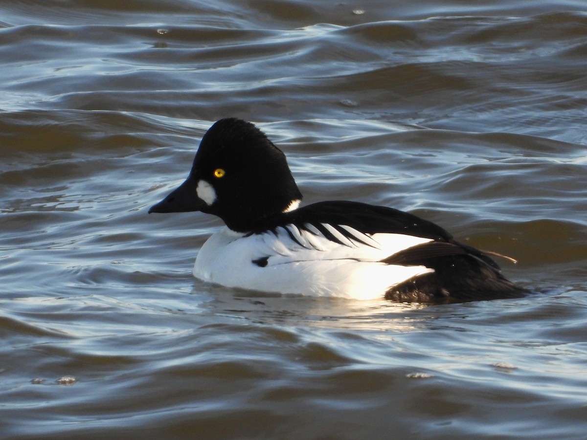 Common Goldeneye - Samuel Belley