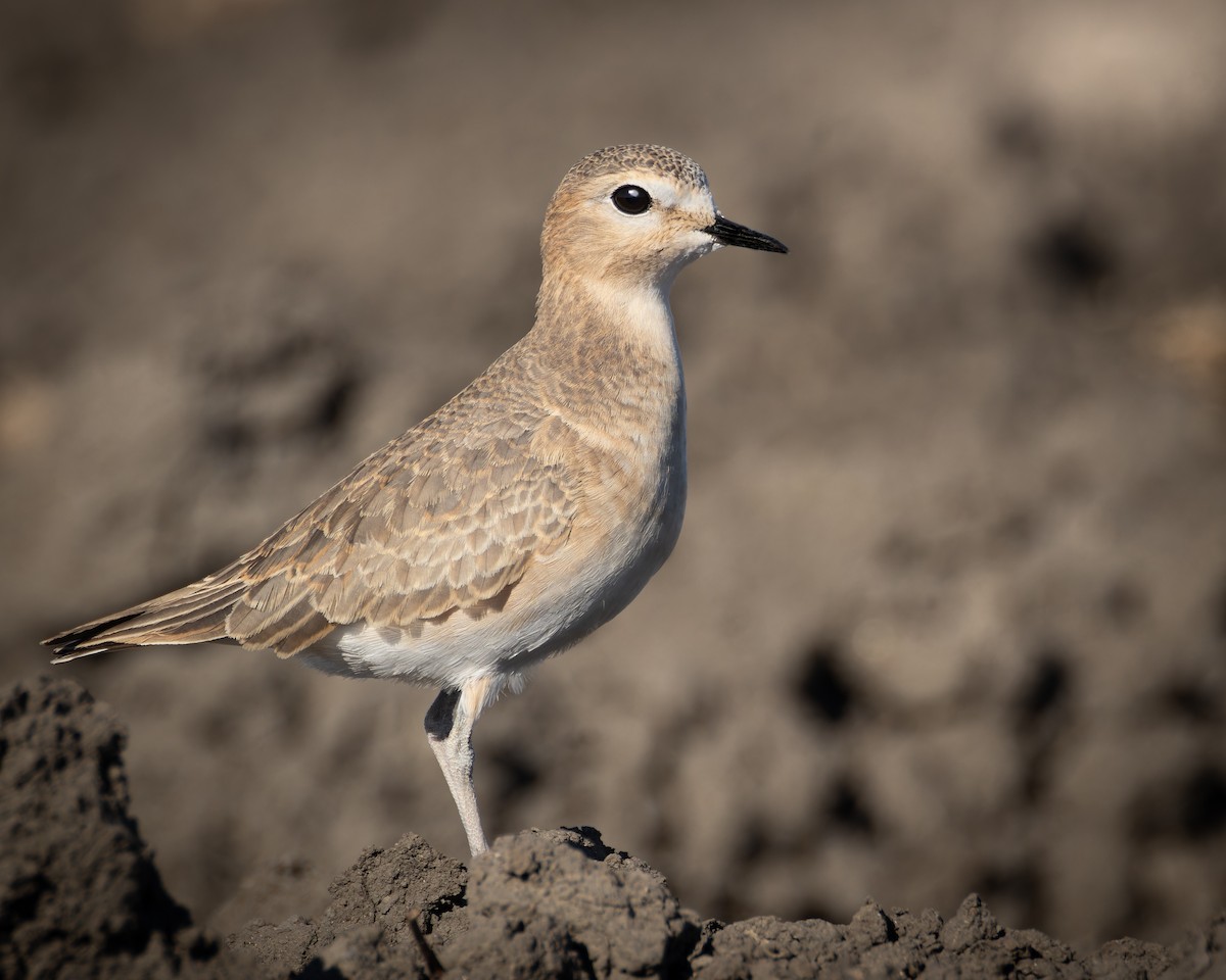 Mountain Plover - ML611647299