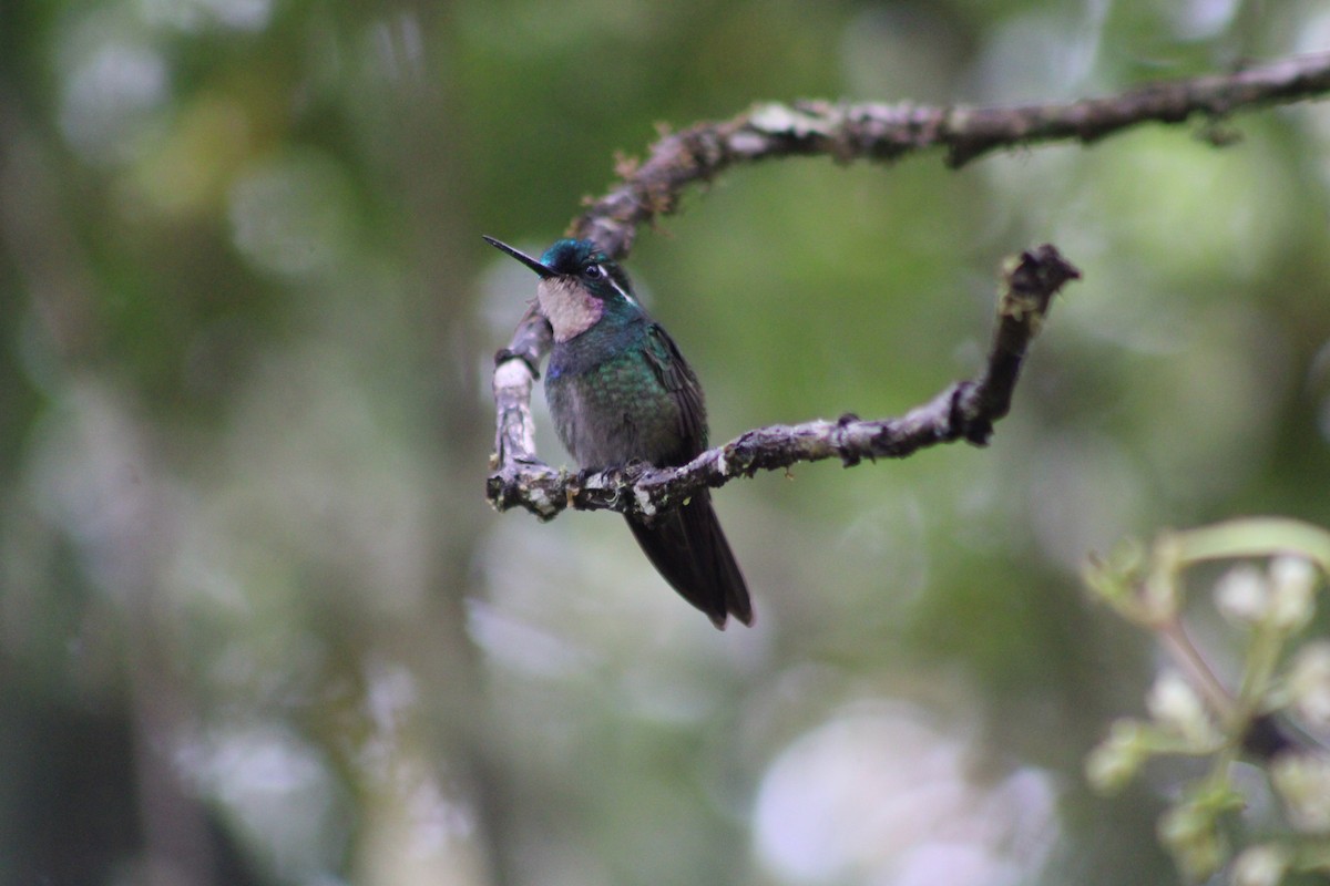 Colibri à ventre châtain - ML611647378