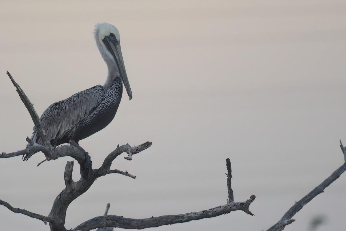 Brown Pelican - ML611647480