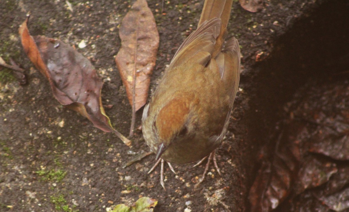 Ruddy-capped Nightingale-Thrush - Alejandra Guevara