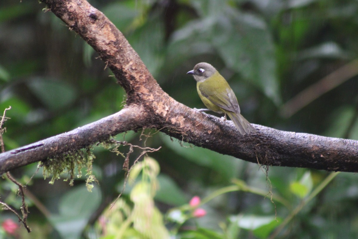 Common Chlorospingus - Alejandra Guevara