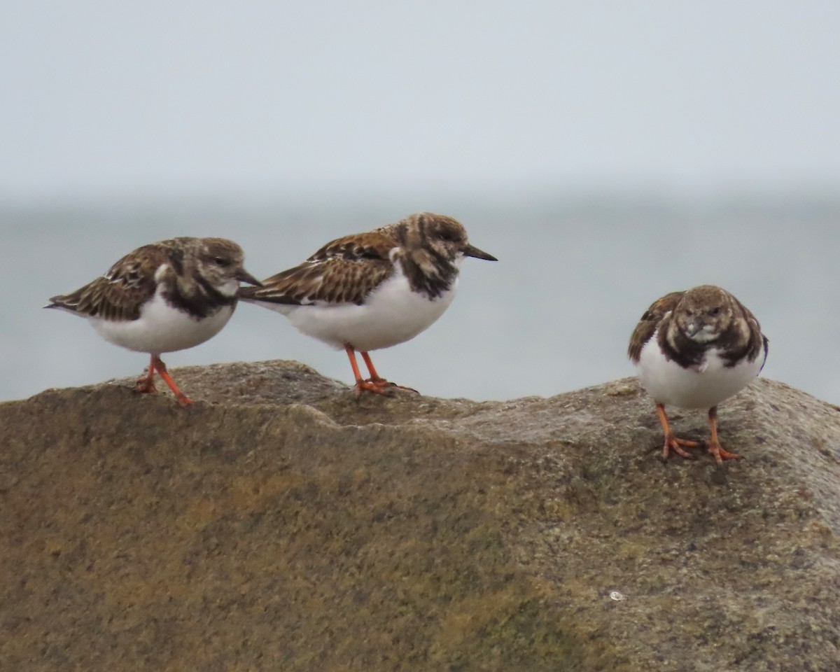 Ruddy Turnstone - ML611647618