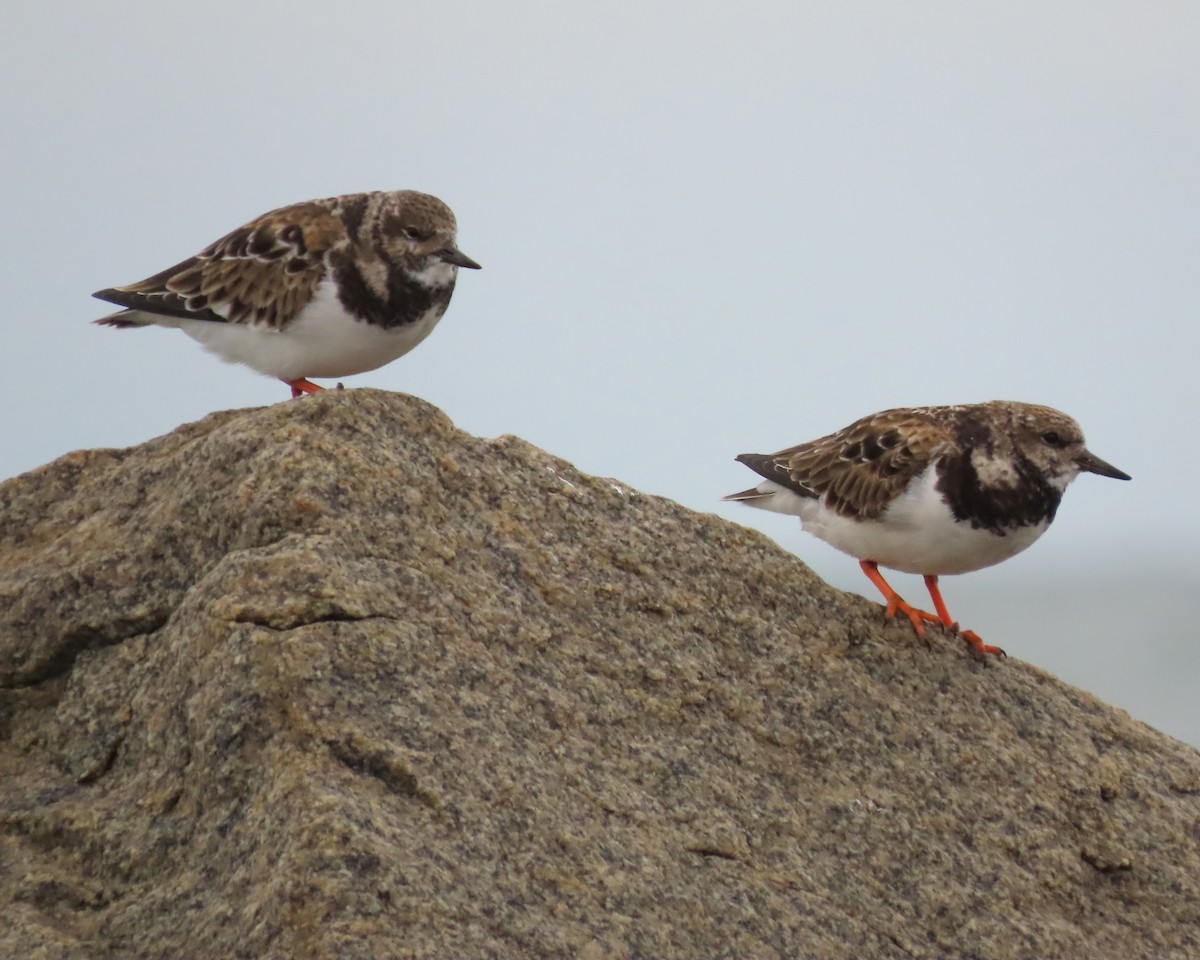 Ruddy Turnstone - ML611647619