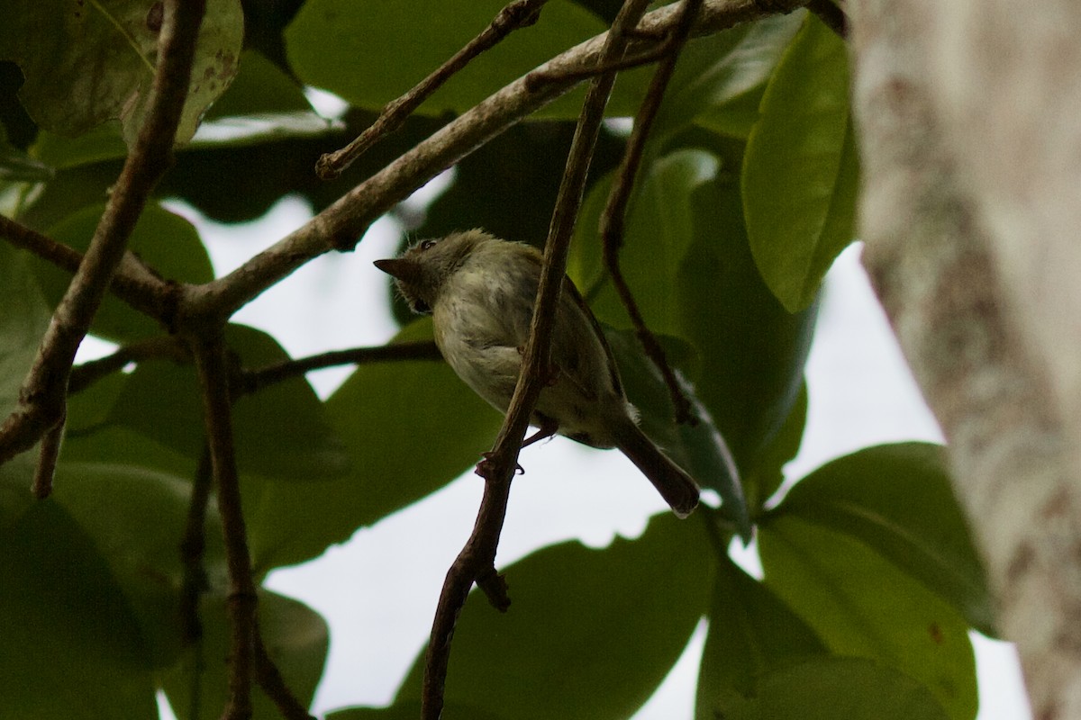 Hangnest Tody-Tyrant - ML611647688