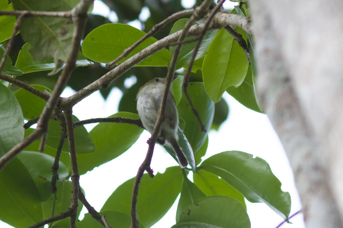 Hangnest Tody-Tyrant - ML611647689