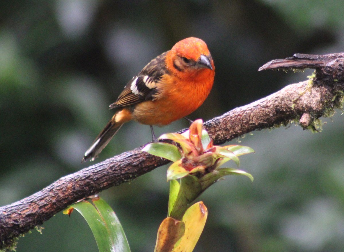 Flame-colored Tanager - Alejandra Guevara