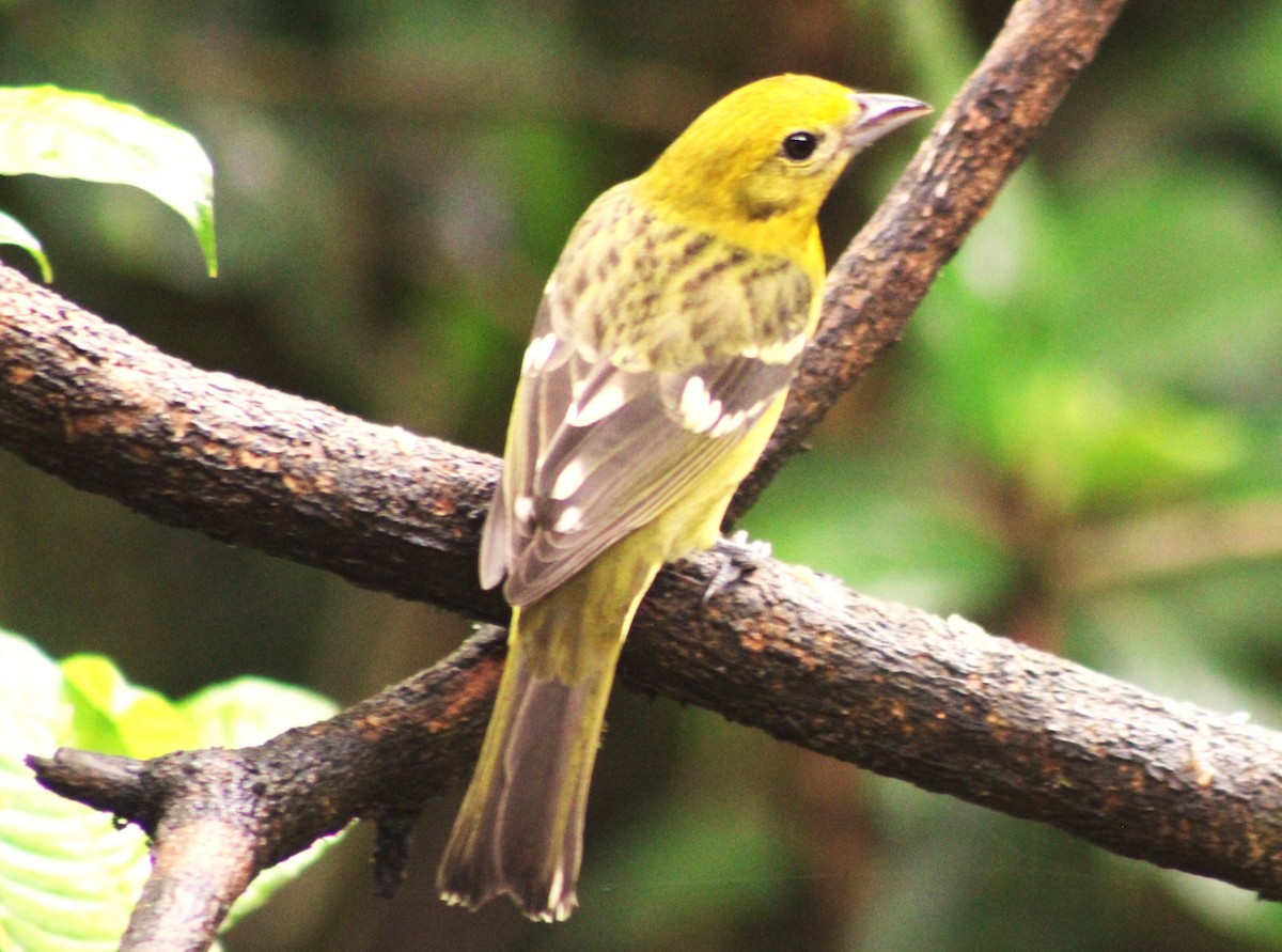 Flame-colored Tanager - Alejandra Guevara