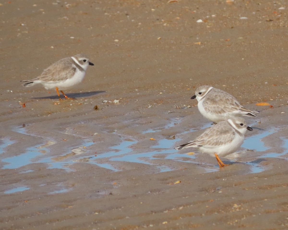 Piping Plover - ML611647768