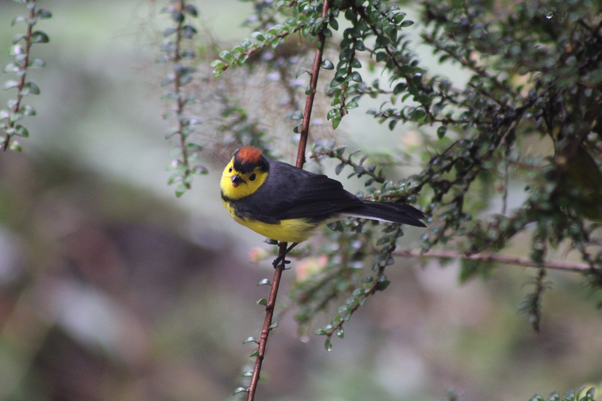 Collared Redstart - Alejandra Guevara