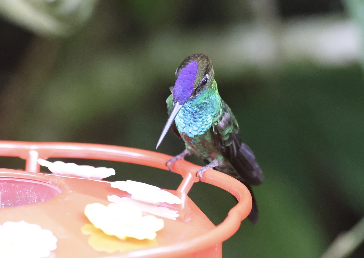 Violet-fronted Brilliant - Keith Maley