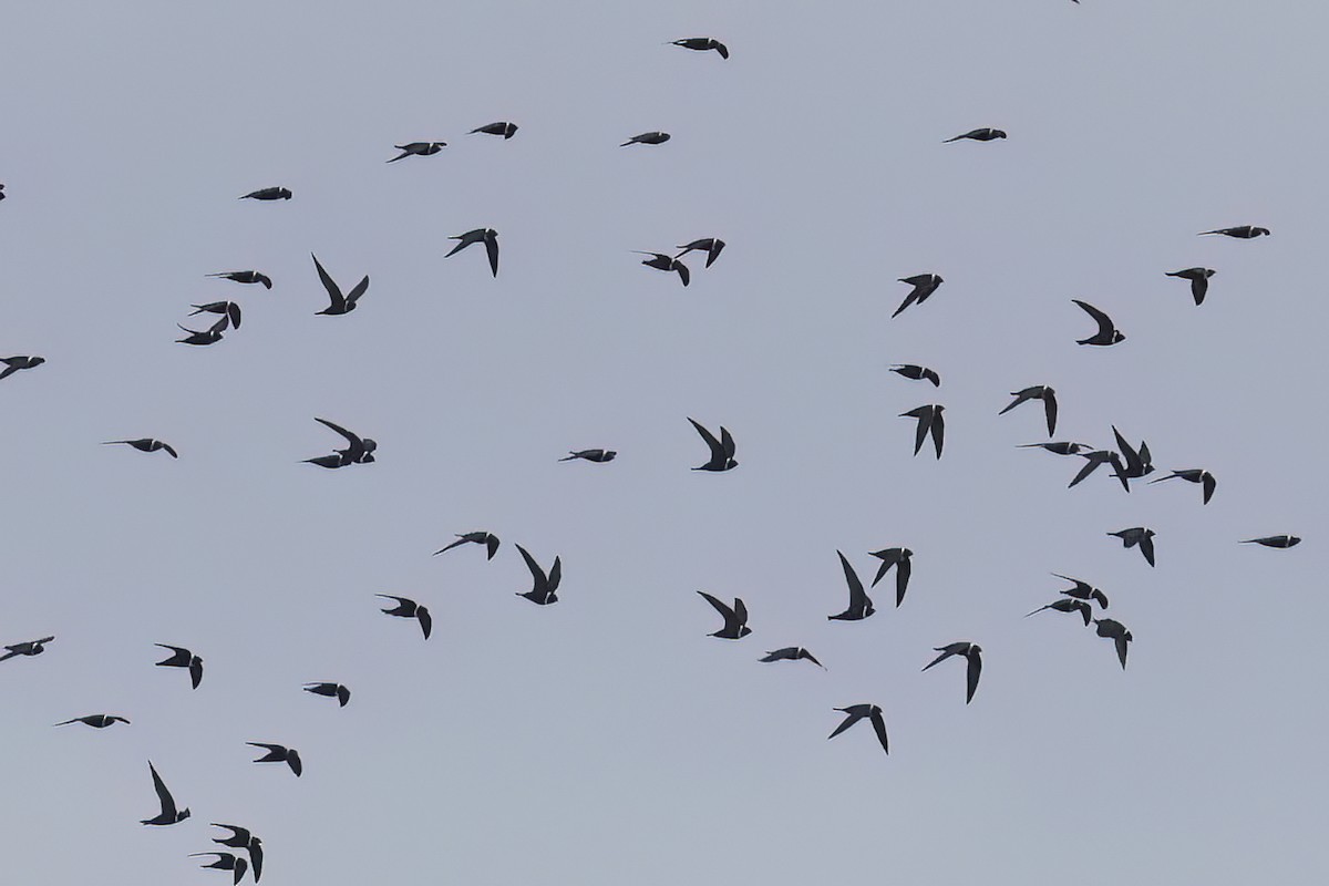 White-collared Swift - Ted Keyel