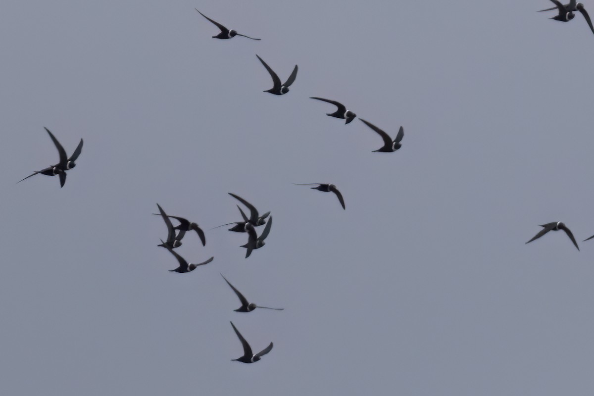 White-collared Swift - Ted Keyel