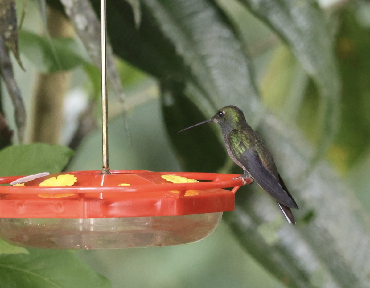 Green-backed Hillstar - ML611647901