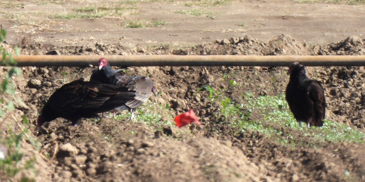 Turkey Vulture - ML611647908