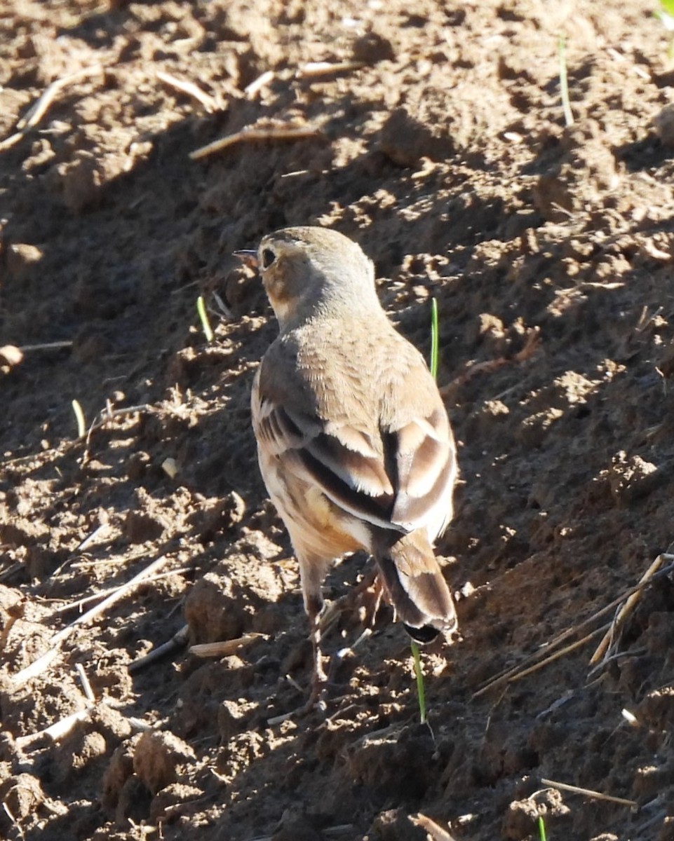 American Pipit - ML611647928