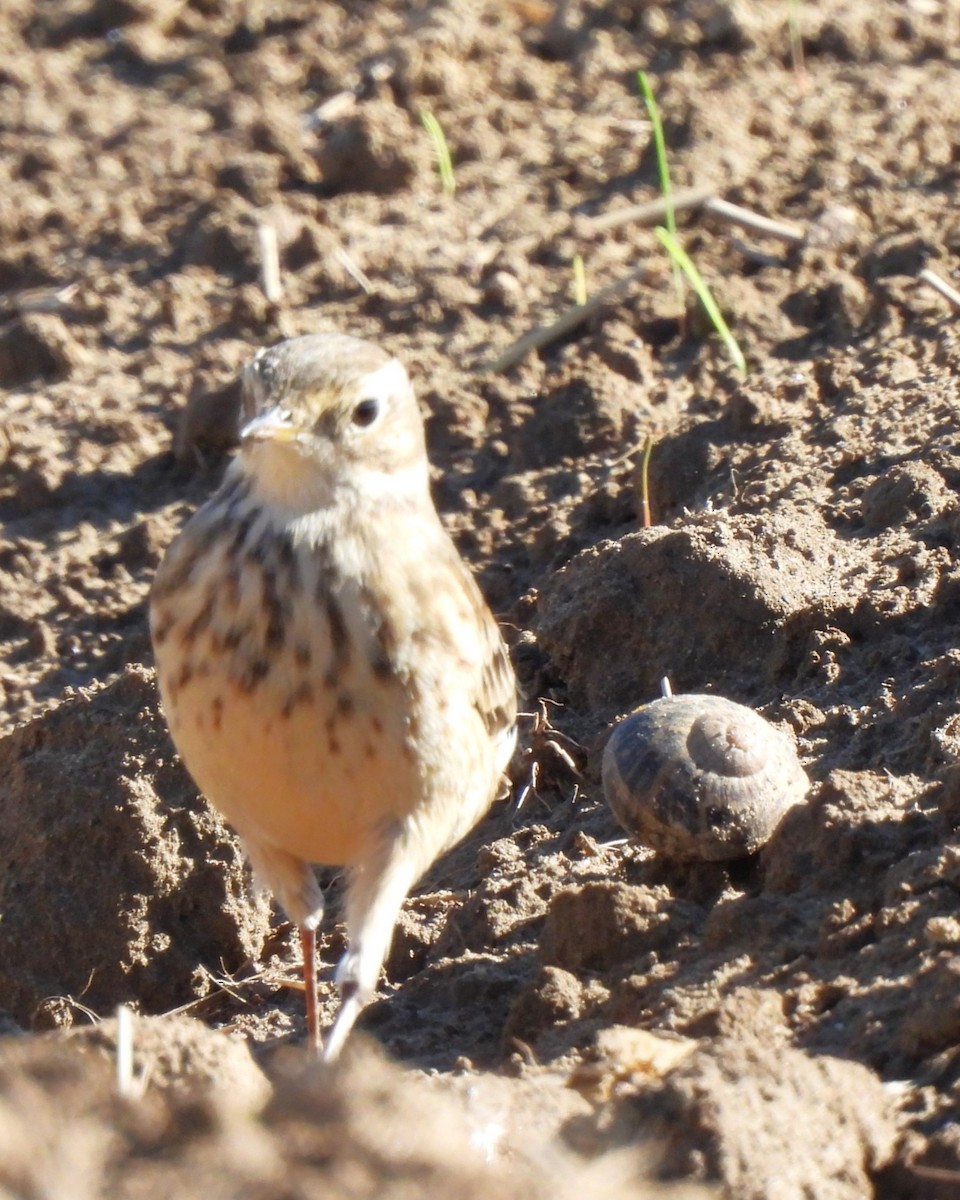 American Pipit - ML611647934