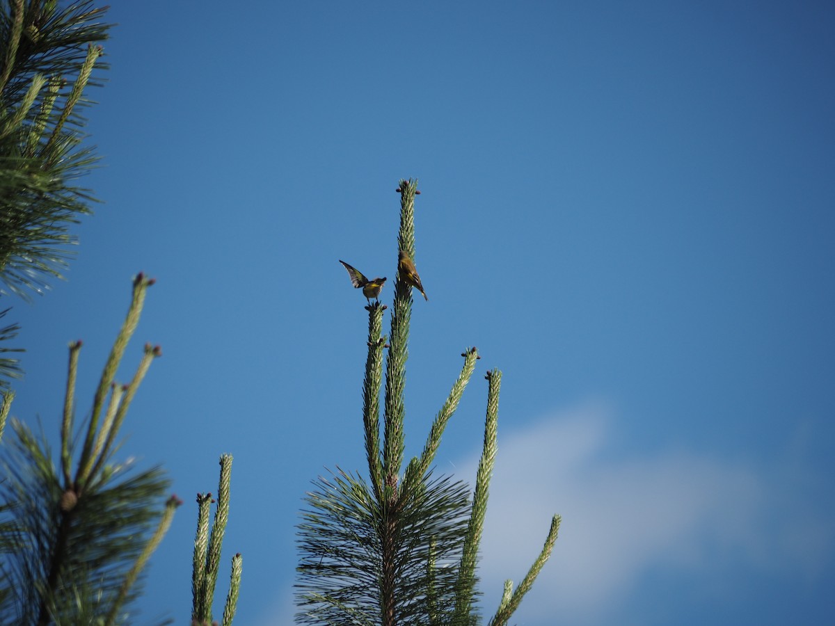 Oriental Greenfinch - ML611647953