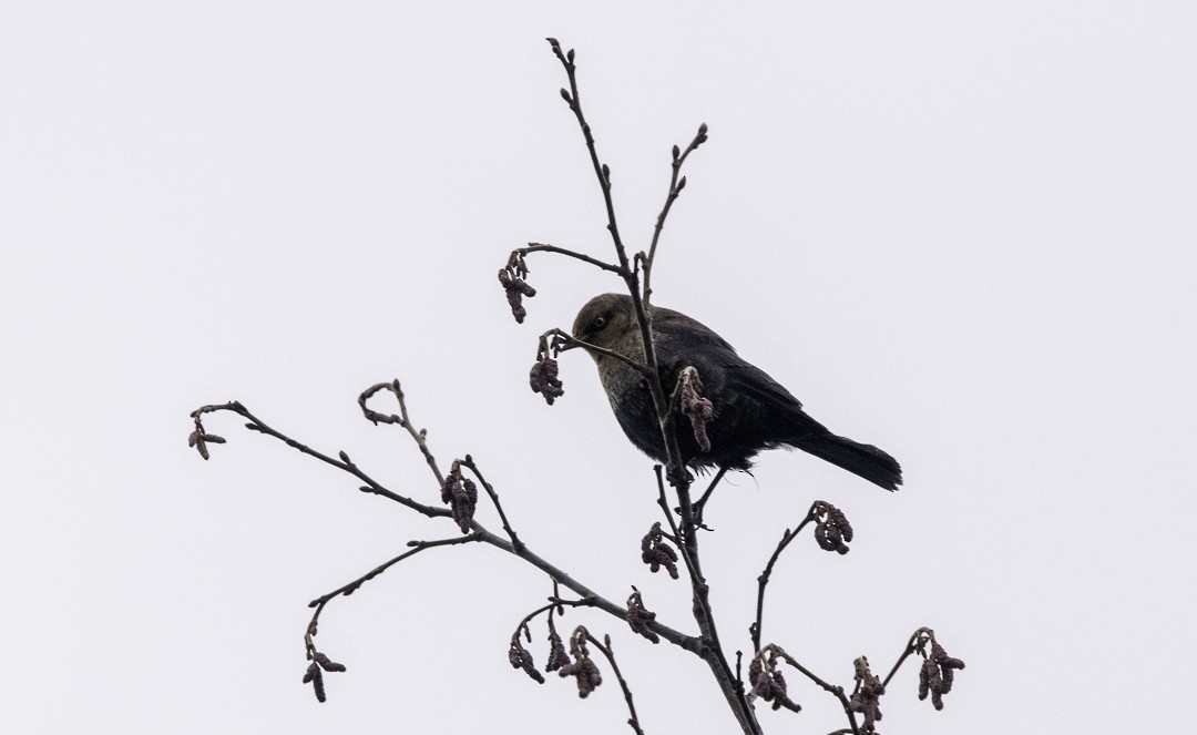 Rusty Blackbird - Kari Monagle