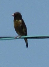 Oriental Greenfinch - ML611648007