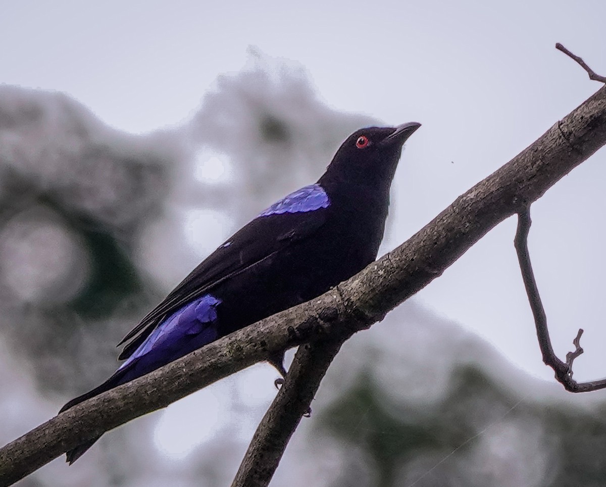 Asian Fairy-bluebird - ML611648074