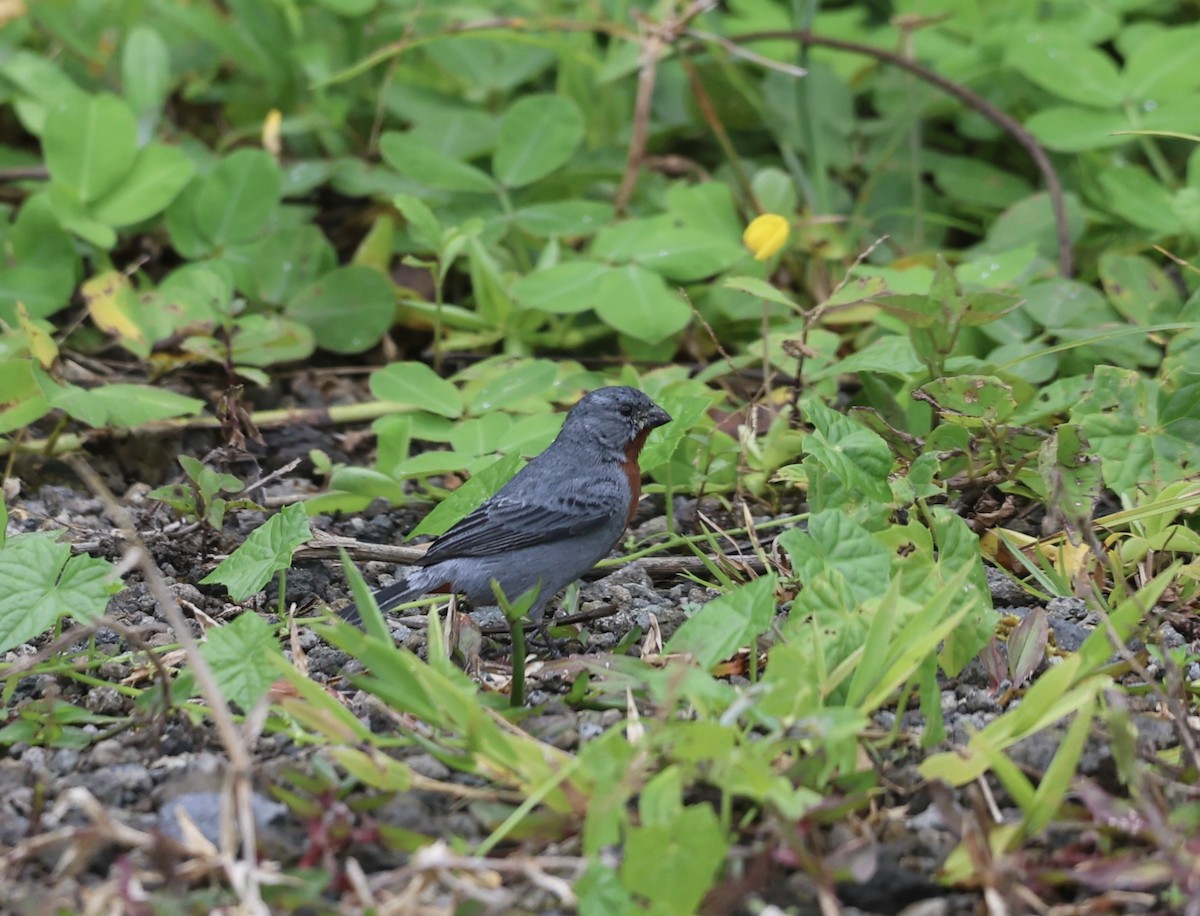 Chestnut-bellied Seedeater - ML611648083